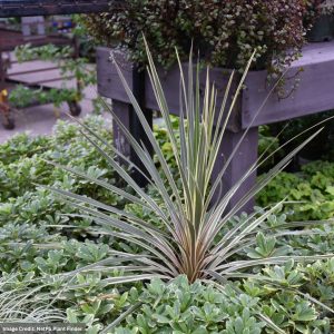 Cordyline – Torbay Dazzler – 4.5″ Pot