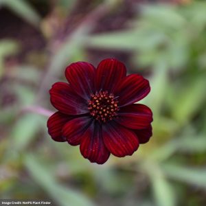 Cosmos – Choca Mocha Chocolate – 4.5″ Pot