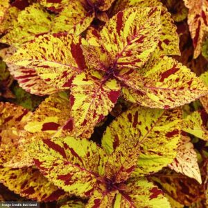 Coleus – Marble Mania – 6.5″ Pot