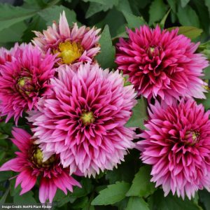 Dahlia – Labella Maggiore Deep Rose – 8″ Patio Pot