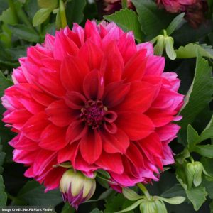 Dahlia – Labella Maggiore Purple – 8″ Patio Pot