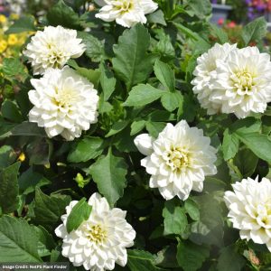 Dahlia – Labella Maggiore White – 8″ Patio Pot
