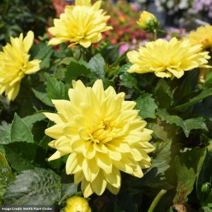 Dahlia – Labella Maggiore Yellow – 8″ Patio Pot