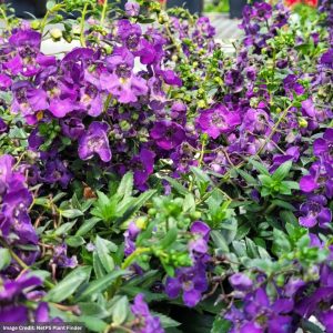 Angelonia – Alonia Big Blue – 8″ Patio Pot