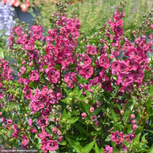Angelonia – Alonia Big Cherry – 8″ Patio Pot