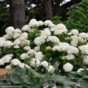 Hydrangea Arborescens – Annabelle – #3 Container