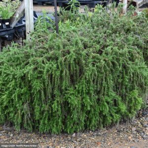 Rosemary – Prostratus – #1 Container