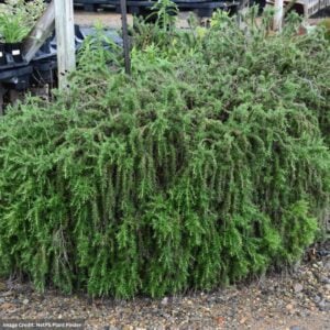 Rosemary – Prostratus – #1 Container