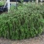 Rosemary – Prostratus – #1 Container