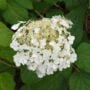 Hydrangea Arborescens – Haas Halo – #3 Container
