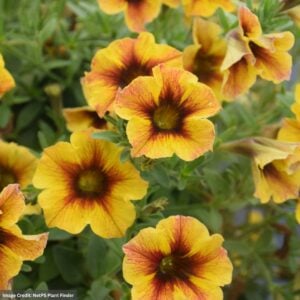 Petchoa SuperCal Premium – Caramel Yellow – 10″ Hanging Basket