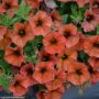 Petchoa SuperCal Premium – Cinnamon – 10″ Hanging Basket