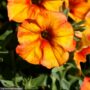 Petchoa SuperCal Premium – Sunset Orange – 10″ Hanging Basket