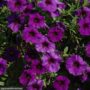 Petchoa Supercal – Blue – 10″ Hanging Basket