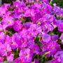 Petchoa Supercal Premium – Rose Pink – 10″ Hanging Basket