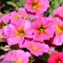 Petchoa SuperCal Premium – Sunray Pink – 10″ Hanging Basket