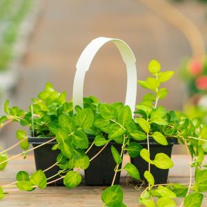 Vinca Vine – Maculata – 306 Pack