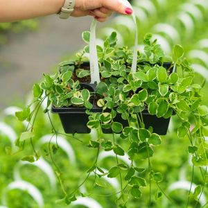 Vinca Vine – Variegated – 306 Pack