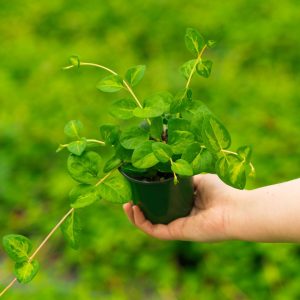 Vinca Vine – Maculata – 4″ Pot