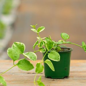 Vinca Vine – Variegated – 4″ Pot