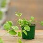 Vinca Vine – Variegated – 4″ Pot