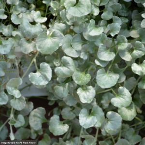 Dichondra - Silver Falls - 4.5" Pot
