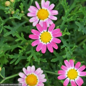 Daisy - Sassy Rose - 4.5" Pot