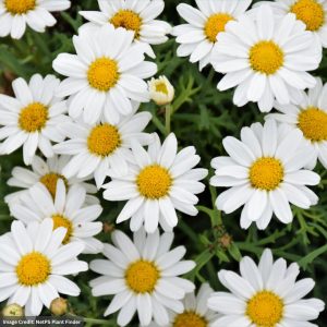 Daisy – Sassy White – 4.5″ Pot