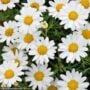Daisy – Sassy White – 4.5″ Pot