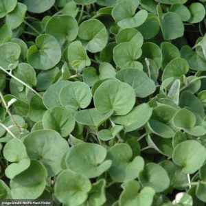 Dichondra - Emerald Falls - 4.5" Pot