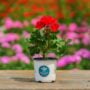 Geranium – Tango Dark Red – 4″ Pot