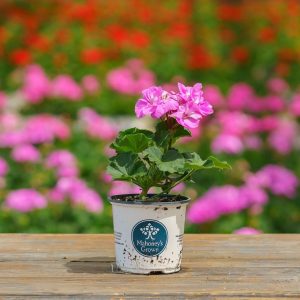 Geranium – Tango Lavender – 4″ Pot