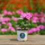 Geranium – Tango Lavender – 4″ Pot