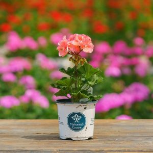 Geranium – Tango Salmon – 4″ Pot