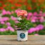 Geranium – Tango Salmon – 4″ Pot
