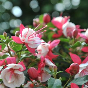 Fuchsia – Arroyo Grande – 4.5″ Pot