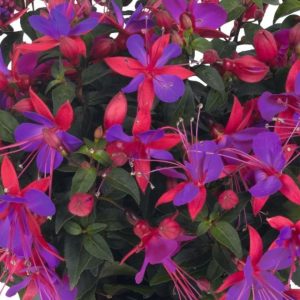 Fuchsia – Jollies Reims – 4.5″ Pot