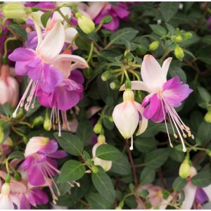 Fuchsia – Aretes Rio Grande – 4.5″ Pot