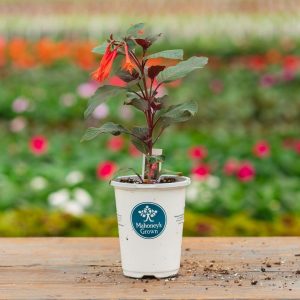Fuchsia – Gartenmeister – 4.5″ Pot