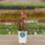 Gaura – Bantam Pink – 4.5″ Pot
