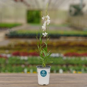 Gaura – Bantam White – 4.5″ Pot
