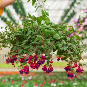 Fuchsia – Dark Eyes – 10″ Hanging Basket