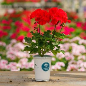 Geranium – Tango Dark Red – 4.5″ Pot