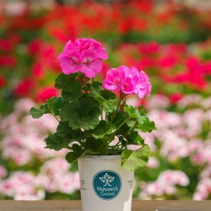 Geranium – Tango Deep Pink – 4.5″ Pot