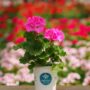 Geranium – Tango Deep Pink – 4.5″ Pot