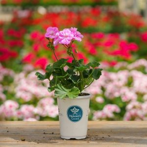 Geranium – Tango Lavender – 4.5″ Pot