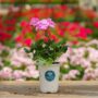 Geranium – Tango Lavender – 4.5″ Pot