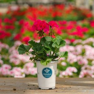 Geranium – Tango Neon Purple – 4.5″ Pot