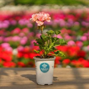 Geranium – Tango Salmon – 4.5″ Pot