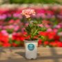 Geranium – Tango Salmon – 4.5″ Pot
